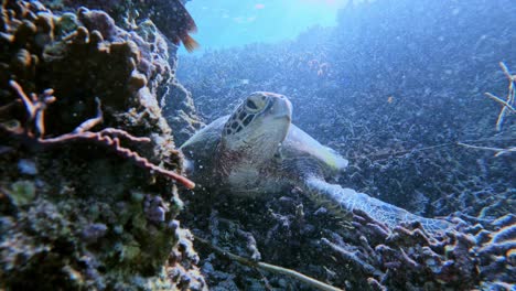 A-Sea-Turtle-Sleeping-On-Reef-Under-The-Tropical-Blue-Sea---underwater,-front-view