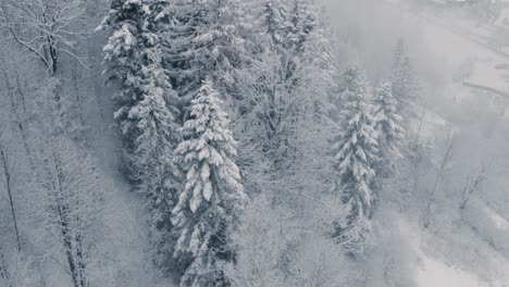 Bird-eye-view-of-snow-covered-forest-in-foggy-morning