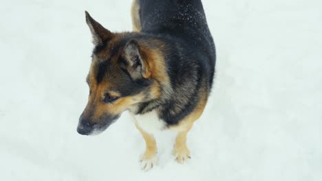 High-close-up-of-a-German-Shepherd-mix-dog-in-the-snow