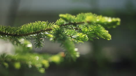 Pine-Tree-Limb-Blows-in-Wind