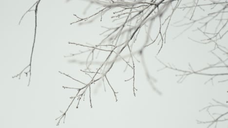 Low-angle-shot-of-leafless-tree-in-a-white-winter-day