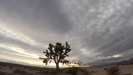 A-huge-Joshua-tree-in-the-Mojave-Desert-with-a-stormy-cloudscape-overhead---wide-angle,-low-angle-time-lapse