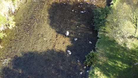4K-drone-shot-of-fly-fisherman-in-stream