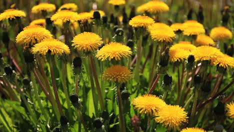 Gelbe-Blumen-Wehen-Im-Wind