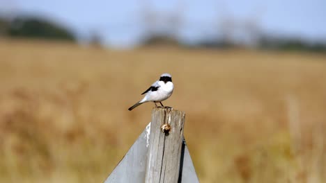 Lesser-Grey-Shrike-Resting-On-Wooden-Stand-In-Nature,-Wide-Field-In-Background