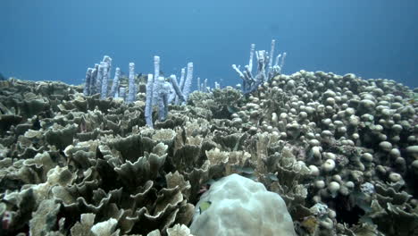 Healthy-coral-reef-on-the-coast-of-Bali,-Indonesia
