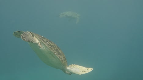 Paar-Meeresschildkröten,-Die-Bei-Sonnenlicht-Im-Tiefblauen-Ozean-Tauchen,-Nahaufnahme-Der-Kamerafahrt