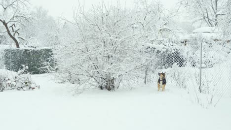 Adorable-german-shepherd-mongrel-playing-in-a-snowy-garden