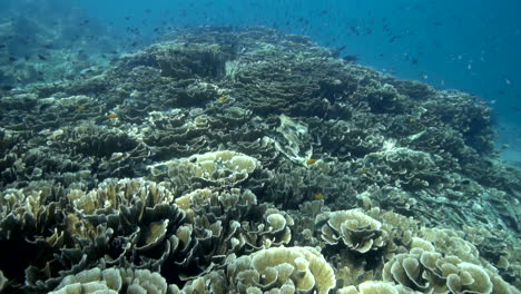 Indonesisches-Korallenriff-Voller-Meereslebewesen