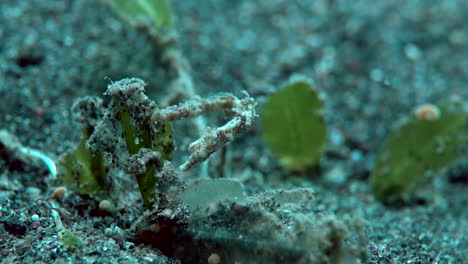 Juvenile-pipe-seahorse-under-the-sea---macro