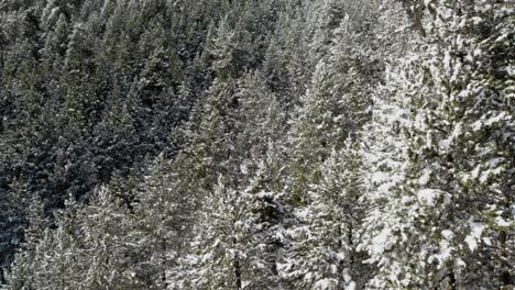 Aerial,-lush-snow-covered-pine-tree-forest-during-winter-season