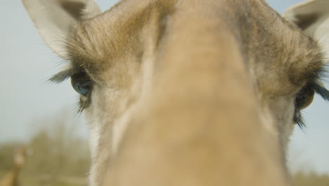 A-super-close-up-shot-of-a-giraffe's-face