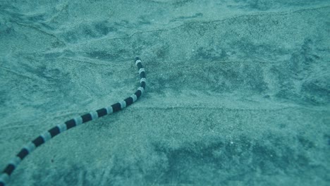 Myrichthys-Colubrinus---Banded-Snake-Eel,-Ringed-Snake-Eel-Swims-Close-to-the-Sandy-Bottom-Foraging-for-Food,-slow-motion