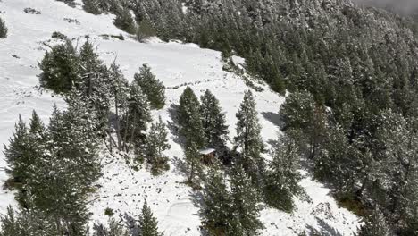 Aerial,-snow-covered-pine-trees-on-a-mountain-hill-during-winter