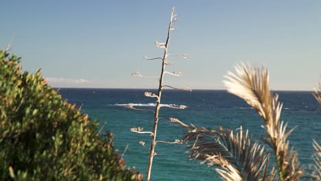 The-atlantic-ocean-seen-behind-vegetation-okn-the-cliffside-in-Cadiz,-Spain