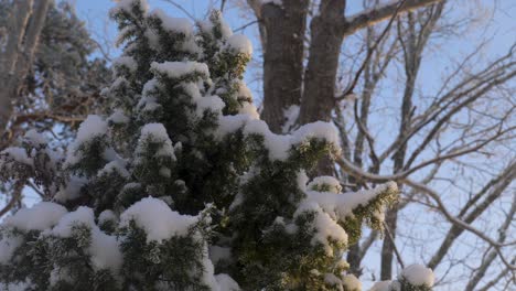 Nahaufnahmen-Eines-Schneebedeckten-Weihnachtsbaums,-Tanne