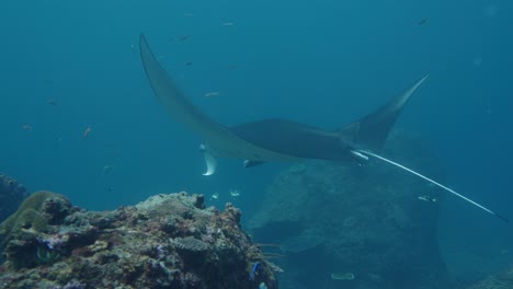 Mantarraya-Oceánica-Gigante-Nadando-Entre-Arrecifes-De-Coral-Rodeados-De-Pequeños-Peces-Tropicales-Cerca-De-La-Isla-De-Comodo