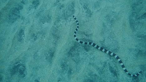 Hungry-Sea-Krait-Hunting-Garden-Eels-Sticking-Head-Into-Opened-Hollows-in-Sandy-Bottom-in-slow-motion