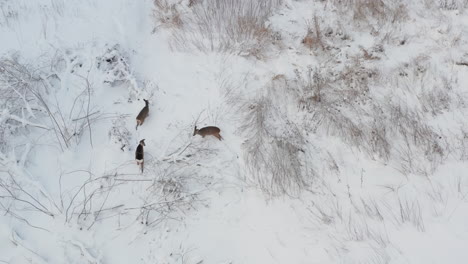 Downward-look-at-the-three-deer-in-winter