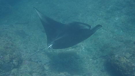 Manta-Ray-Fish-Swimming-Close-to-Sea-Bottom-Close-up