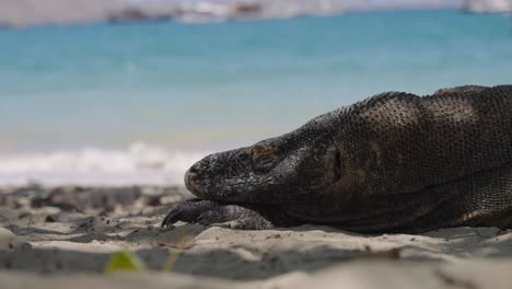 Komodo-Dragon-Sleep,-Giant-Lizard-on-White-Sand-Beach-Indonesia-National-Park,-Blue-Clean-Sea-Waves