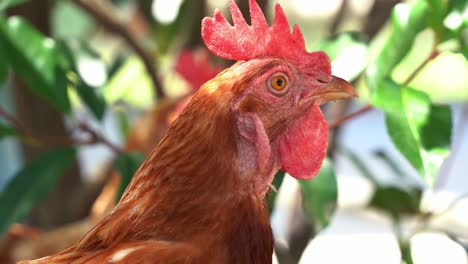 Close-up-head-shot-of-a-free-range-chicken-rooster,-gallus-gallus-domesticus-in-outdoor-environment,-wondering-around-its-surroundings,-turn-and-look-into-the-camera-in-bright-daylight
