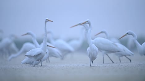 Flock-of-Great-Egrets-Bird-Feeding-On-Fish-In-Shallow-Pond-Water-in-misty-morning