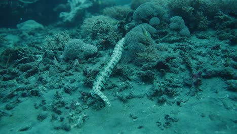 Moray-Eel-Morena-Fish-Swim,-Underwater-Shot,-Blue-Coral-Komodo-Ocean,-Snorkel-and-Diving-Travel-and-Tourism-Indonesia