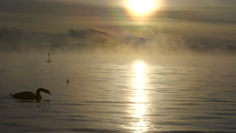 Sunset-with-a-swan-over-a-calm,-mysterious-lake-with-mist-in-the-distance