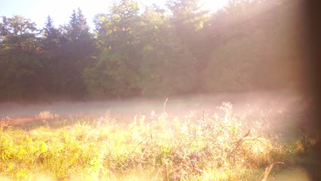 Morning-mist-on-a-forest-meadow