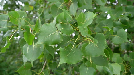 Panoramic-view-of-compound-leaves-of-a-tree