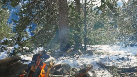 Campfire-in-a-rural-pine-tree-temperate-forest-during-winter-day