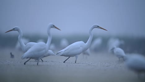 Flock-of-great-Egrets-Hunting-in-Pond