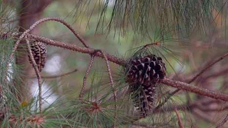 Conifer-Cones-hanging-in-a-pine-tree,-moving-in-the-wind