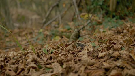 Slow-Motion-Shot-Of-Dried-Autumn-Leaves-Falling-On-Ground