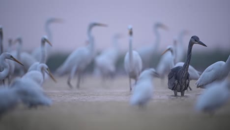 Grey-Heron-with-Great-Egrets-Fishing-in-Misty-morning