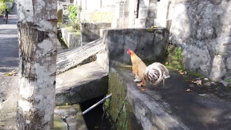Street-Colorful-Bali-Rooster-Walks-in-a-Traditional-Village-of-Indonesia,-Asia