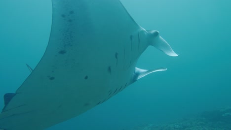 Giant-Oceanic-Manta-Ray-Swimming-Close-to-Ocean-Floor---Extreme-Close-up-Tracking