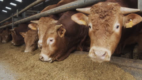 A-barn-full-with-bulls-eating-animal-feed