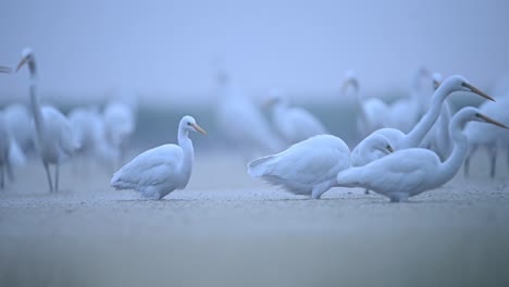 Flock-of-Great-Egrets-Bird-Feeding-On-Fish-In-Shallow-Pond-Water-in-misty-morning