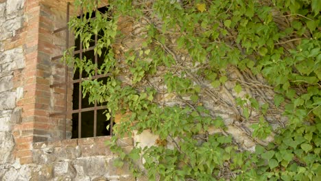 Ivy-covered-facade-of-a-stone-building-with-a-rusty-iron-grate-in-the-window-opening