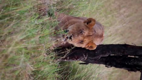 Vertical-video-of-Lioness-hiding-behind-tree-in-Serengeti-National-Park,-day