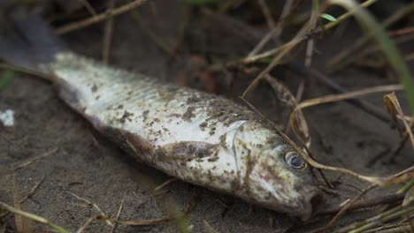 Fish-dying-on-dry-land-near-river-bank-with-polluted-water,-hardly-breathe-opening-its-mouth