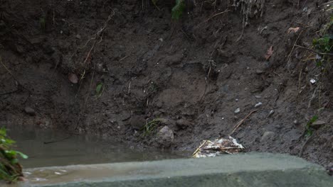 Little-brown-rat-camouflaged-on-soil-color-feeding-on-dirty-canal-with-polluted-water