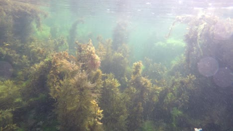 Durch-Ein-Mit-Algen-Bedecktes-Meeresschutzgebiet-In-Wellington,-Neuseeland