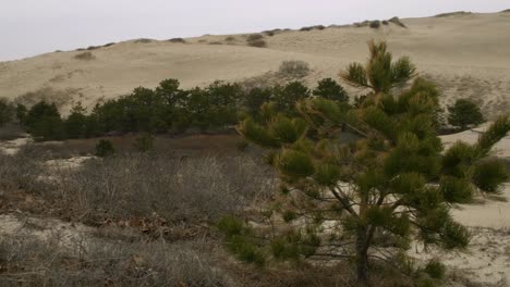 dunes-of-the-cape