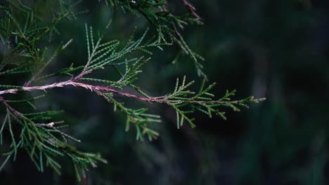 Close-up-of-an-evergreen-tree-brach-and-leaves-with-a-dark-background