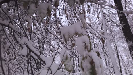 Looking-up-at-frosty-snow-covered-woodland-tree-branches-in-winter-forest-scene