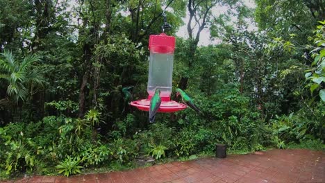 Kolibris-Fliegen-In-Zeitlupe-Im-Dschungel-Von-Costa-Rica
