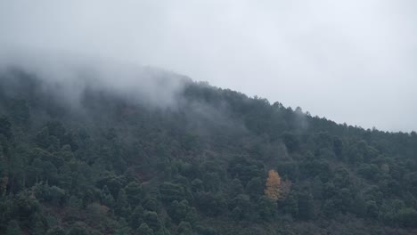 Yellow-tree-surrounded-by-forest-in-mountainside-on-a-foggy-morning